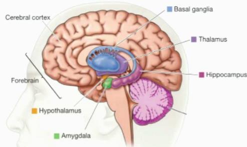 Subcorticale structuren Thalamus Verzameling kleinere kernen, met sensorische en bewegingsdelen. Het is een soort opeenhoping van verschillende nuclï, die eigen functies hebben.