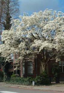 naam Weigelia bloeitijd april-oktober rood bijzonderheden groen blad 0,9 m bomen, behorende bij variant : Magkob latijnse naam Magnolia kobus nederl.