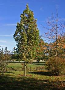 zuil half open QuerobFaK latijnse naam Quercus robur 'Fastigiate