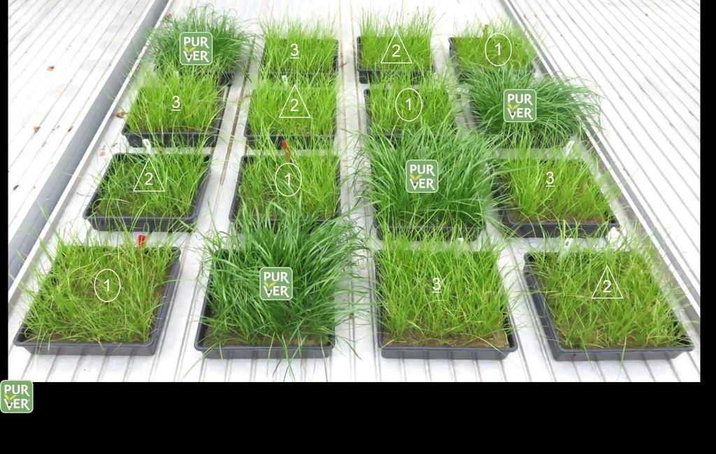 Doeltreffendheid van PUR VER PUR VER is een uitstekende bodemverbeteraar om de groei van Ray-grass in volle grond te stimuleren.