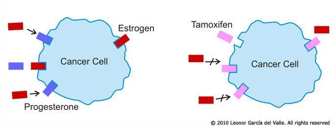 Tamoxifen