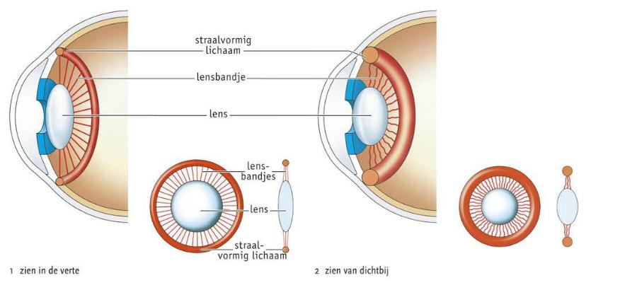 Les 2: Werking van het oog Scherpstellen Om zowel dichtbij als ver weg scherp te kunnen zien heeft je oog twee lenzen nodig: de buitenste en de binnenste lens.