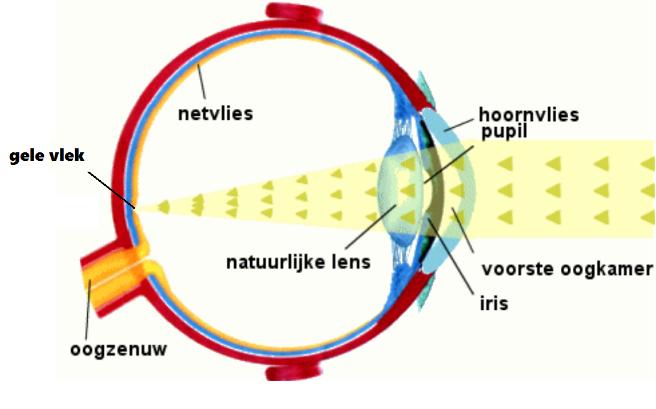 Van prikkel tot impuls Nadat de lichtbundel de binnenste lens gepasseerd is, gaat hij door het glasachtig lichaam.