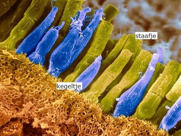 Kijken in kleur De lichtgevoelige zintuigcellen waarmee het netvlies bedekt is worden naar hun vorm onderscheiden in kegeltjes en staafjes.