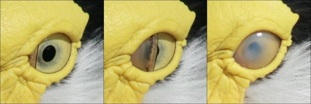 Een derde oogvlies? Veel dieren hebben naast de twee oogleden die je ook bij de mens terugvindt - nog een derde ooglid, knipvlies genoemd.