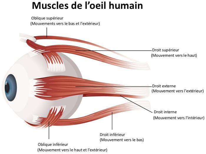 De oogspieren Je kan je ogen naar boven, onder, links en recht bewegen of zelfs helemaal ronddraaien. Probeer het maar eens! Dit kan door de oogspieren die de oogbal vasthechten aan de oogkas.