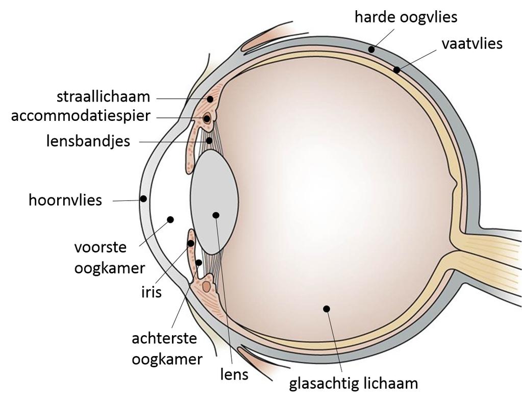 Het vaatvlies Onder het harde oogvlies ligt het 2 de oogvlies: het vaatvlies. Het vaatvlies bevat veel bloedvaten waardoor het een voedende functie heeft voor het oog.