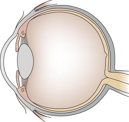 Het netvlies Het 3 de en binnenste oogvlies is het netvlies (of retina ). Dit is de lichtgevoelige laag die aan de buitenzijde afgelijnd is met pigmentcellen.