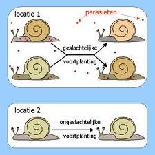 de kerndelingen. Denk hierbij aan mechanismen die het DNA beïnvloeden of veranderen. Bedenk vier goede vragen over de door jou gevonden mechanismen.