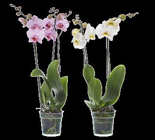 Orchidee b f / g i 12 cm, d ca.