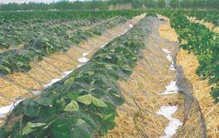 De mulchfolie houdt warmte vast in de bodem, wat resulteert in verhoogde gewasopbrengsten en eerdere oogst. Door het gebruik van speciale additieven zorgt onze folie voor optimale plantengroei.