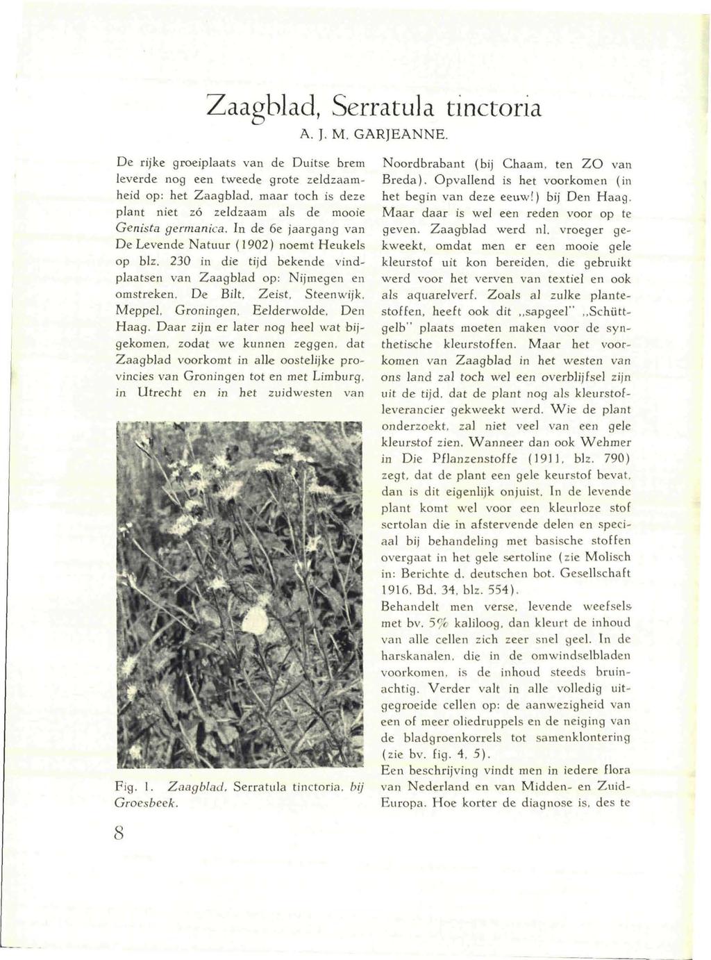 Zaagblad, Serratula tinctona A. J. M. GARJEANNE. De rijke groeiplaats van de Duitse brem leverde nog een tweede grote zeldzaamheid op: het Zaagblad.