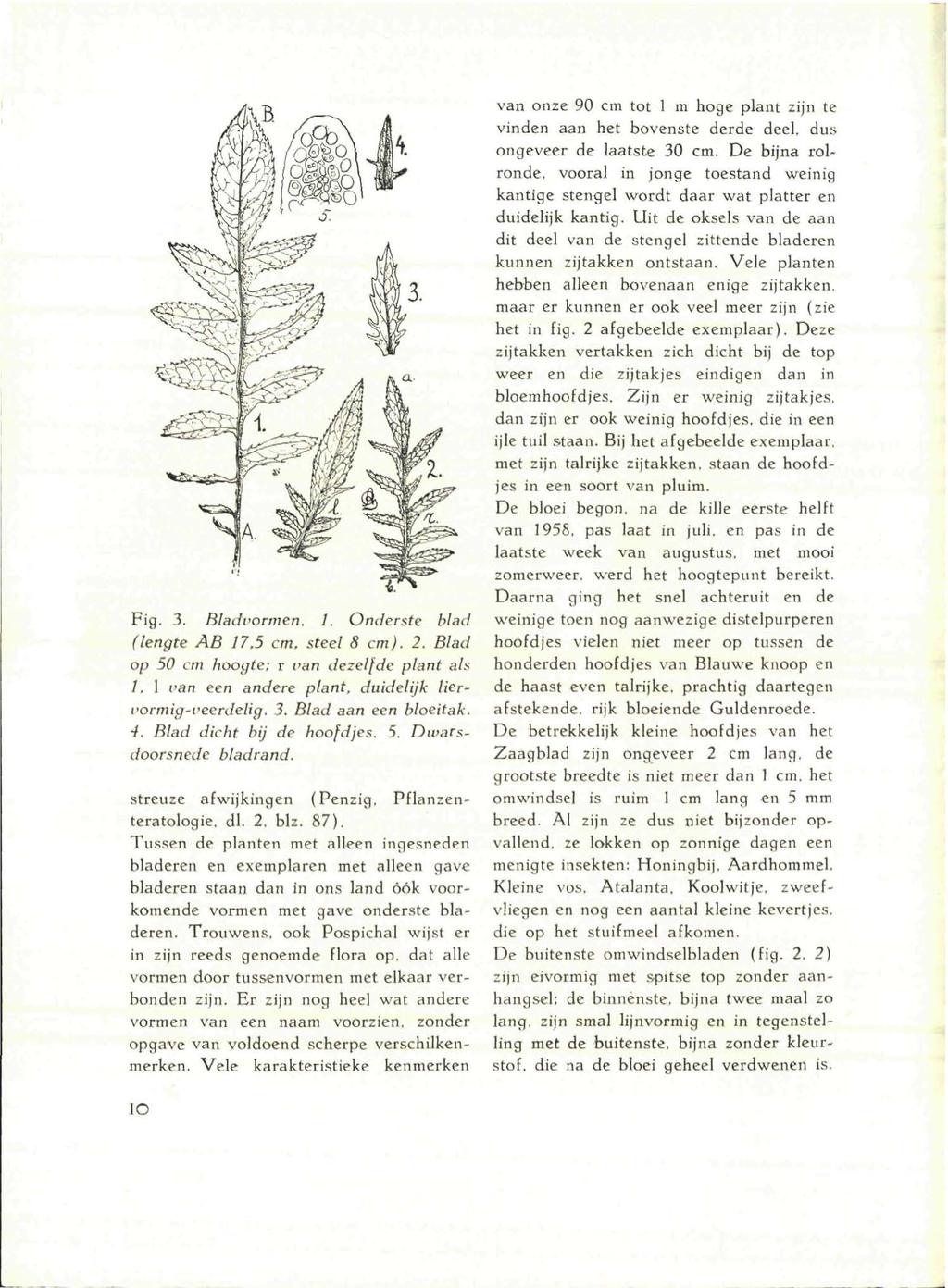 Fig. 3. Bladvormcn. 1. Onderste blad (lengte AB 17.5 cm. steel 8 cm). 2. Blad op 50 cm hoogte: r van dezelfde plant als 1, I van een andere plant, duidelijk liervormig-veerdelig.