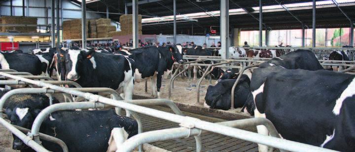 melkveestallen ANNo 2014 Er zit veel dynamiek in de Vlaamse melkveesector. We zien veel nieuwe stallen omhoogrijzen in het landschap.