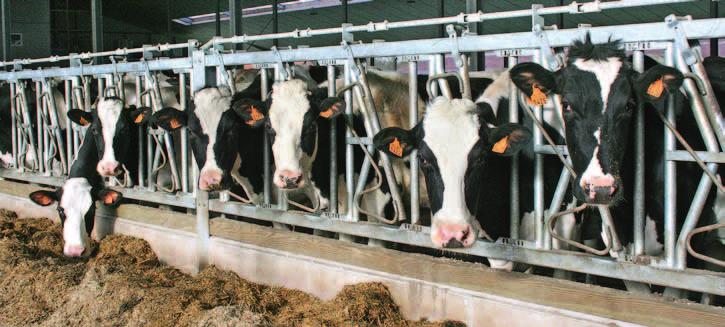 VooR HoEVEzUIVEl IS ENKEl HET BESTE GoED GENoEG Aan de Hallebaan in oelegem bouwde de familie Van der Schoot aan haar toekomst met een nieuwe ligboxenstal voor 200 koeien.