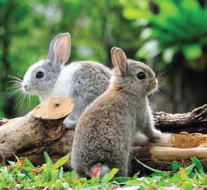 konĳnen en knaagdieren Tiny Friends Farm