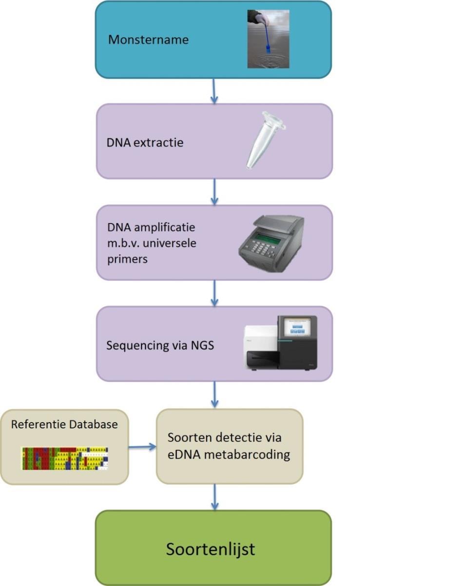 74 soortspecifieke analyse. Daarna wordt het geëxtraheerde DNA geamplificeerd met behulp van universele primers.