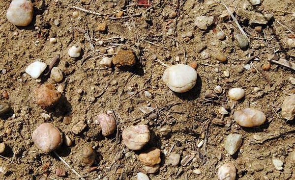 Klei met grind, een natuurlijke mix van grind (zand met kiezelstenen) en klei. Ook deze bodem behoudt zijn frisheid. De onderbodem is een sokkel van kalksteen.