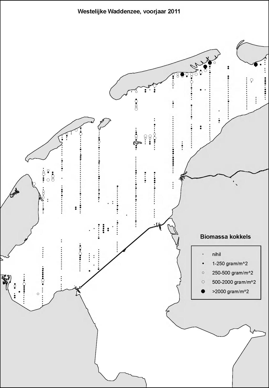 Westelijke Waddenzee, voorjaar 2011 : Biomassa kokkels nihil 1-2 5 0