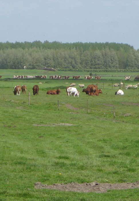 Opwaardering Bieslandse Bos Het Bieslandse Bos is bedoeld als onderdeel van de Randstad groenstructuur tussen Delft en Zoetermeer.