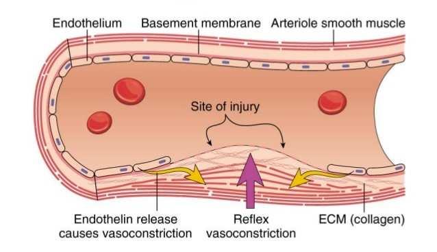 orming bloedplaatjesplug Secundaire hemostase Extrinsiek systeem Intrinsiek systeem