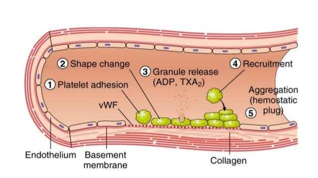 coagulation cascade Fibrinolyse + ingroei fibreus weefsel Stable fibrin/platelet