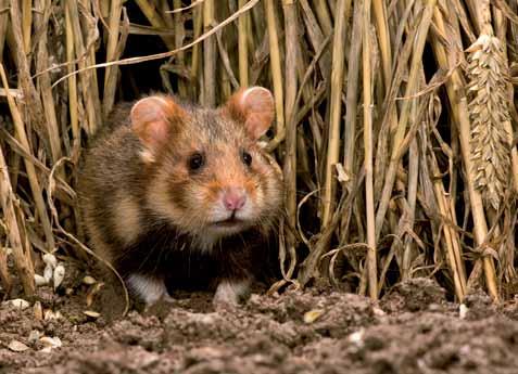 Europese hamster Voeding: granen