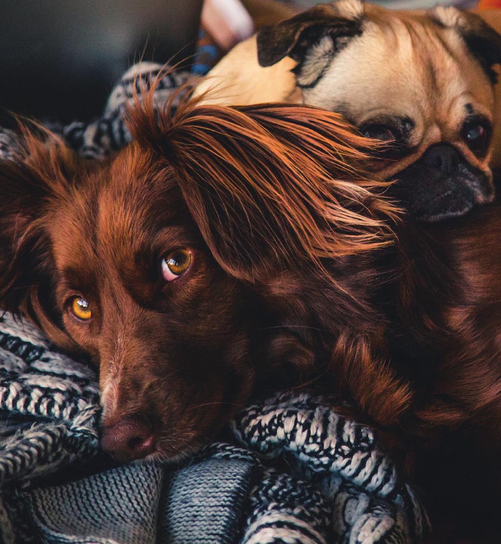 Je puppy moet nog leren alleen te blijven Wanneer je een puppy in huis hebt, dan zullen jullie samen het alleen thuis blijven nog moeten trainen.