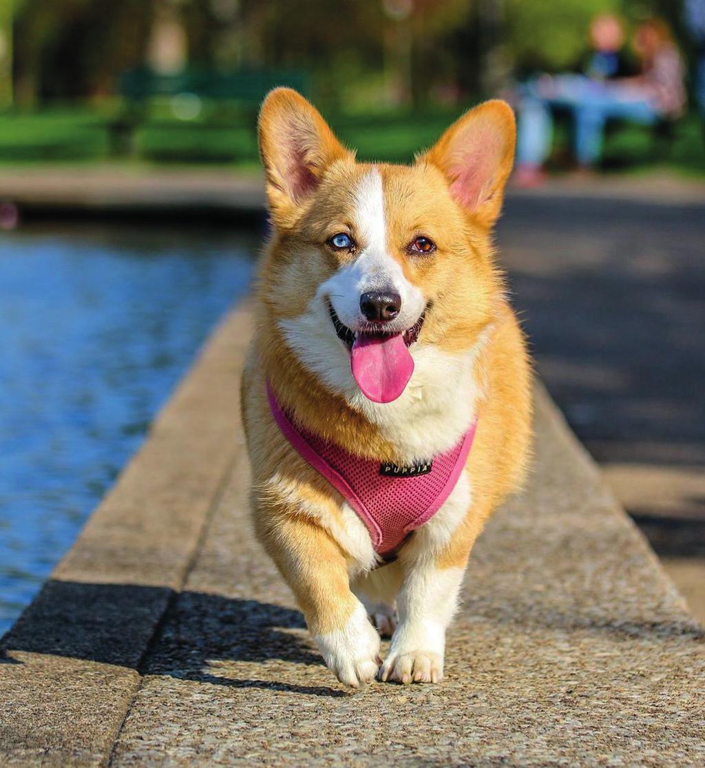 Om hier ook echt zeker van te kunnen zijn is het goed om bij het maken van je keuze voor een hondenopvang over de volgende zaken na te denken: Hoe vaak per dag en waar zal mijn hond worden uitgelaten?