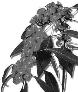 1p 11 De Euphorbia pulcherrima behoort tot een grote familie. Eén daarvan is de Euphorbia fulgens, de snijbloem die hieronder is afgebeeld.
