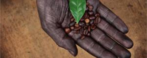 Nieuwe aanplant van biologisch geteelde koffiebonen geschiedt door zaaien. Natuurlijk afval wordt ingegraven en zorgt weer voor de noodzakelijke voedingsstoffen van de bodem en koffieplant.