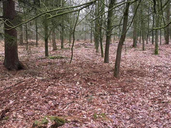 5 Reeën legers Reeën legers Op Hof Espelo zijn veel reeën. Ze leven rondom en in de bossen en voelen zich dus ook thuis op Hof Espelo.