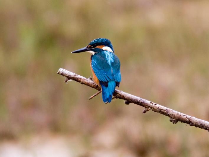 6 IJsvogel IJsvogel Hier op Hof Espelo kun je regelmatig ijsvogels zien vliegen. Ze houden van water (en van vissen!