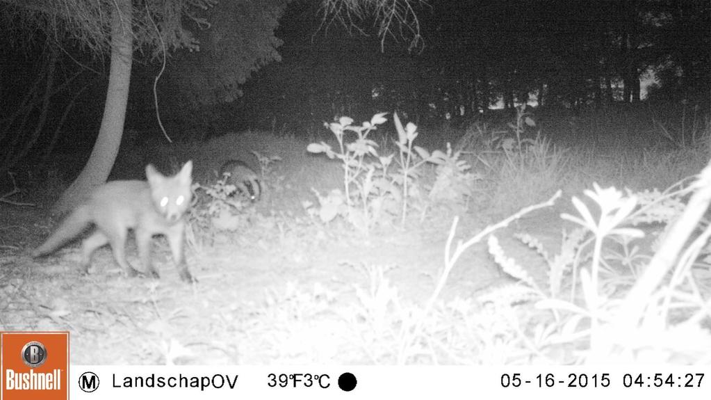 Ze jagen op kleine knaagdieren, zoals konijnen en muizen, maar houden ook van ander voedsel zoals regenwormen en bramen.