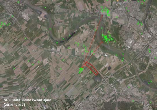 Voorkomen in en rondom plangebied De landelijke verspreidingsgegevens van de kleine zwaan laten zien dat deze soort relatief weinig in de Natura 2000 Rijntakken voorkomt.