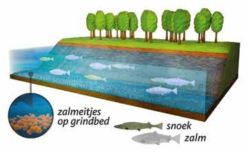 85 tijdschrift Artikel Achteruitgang zalm door watermolens De achteruitgang van de zalm is lange tijd op het conto geschreven van watervervuiling of overbevissing.