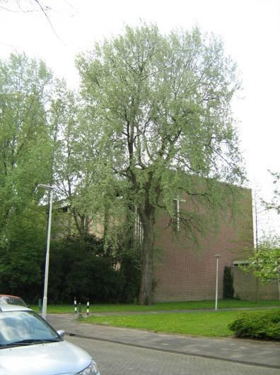 3 RESULTATEN Voor een overzicht van de planlocatie en de locatie van de bomen wordt verwezen naar bijlage 1.