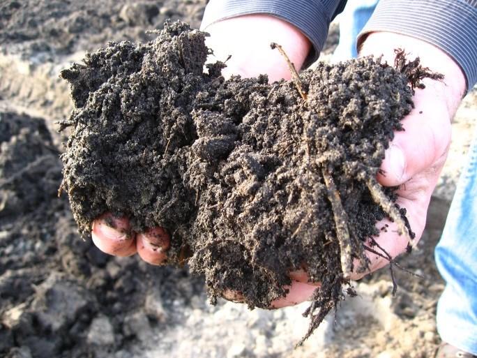 De rol van organische stof Toevoeging van organische stof kan het bodemleven stimuleren: Verhogen microbiële
