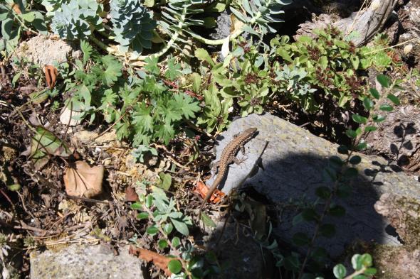 ben al vaak bij Paul geweest maar iedere keer weer ontdek ik planten die ik eerder nog niet gezien heb.