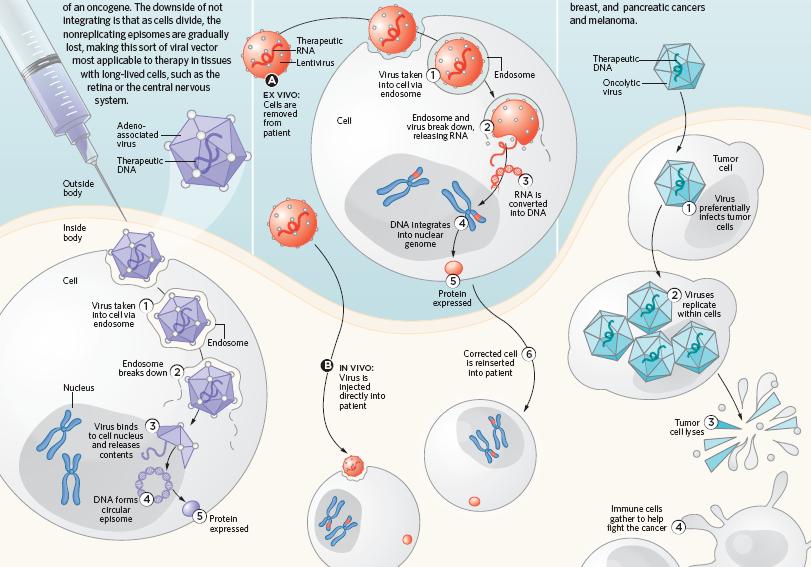 Nonintegrating virus