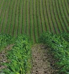 bladvlekkentolerantie Zeer goede Rhizoctonia- en builenbrandresistentie