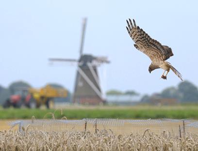 De beoordelingscriteria De organisatiegraad en sturingskracht van het collectief; De kwaliteit van de beoogde verduurzaming voor een regio (wat levert het op?