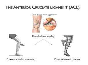 Hoe zit de knie in elkaar? Stabiliteit knie: 1.