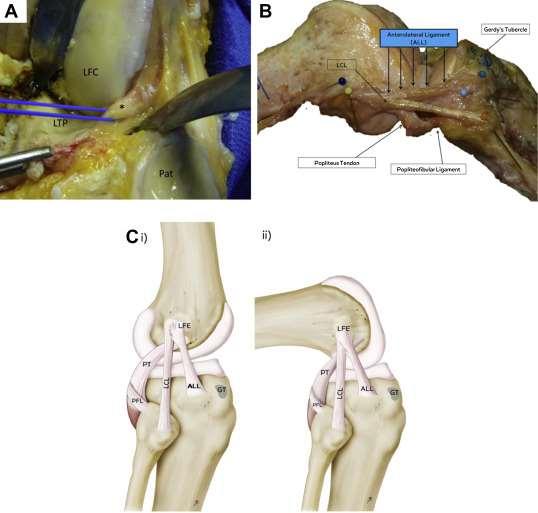 Hoe zit de knie in elkaar? Passieve Stabiliteit knie: Update.