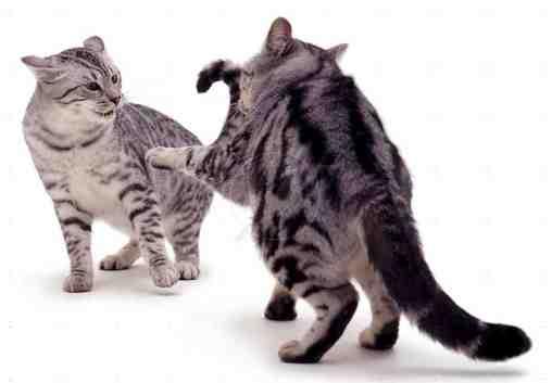 Verschillende vormen van agressie bij katten Als een kat een of meer van bovenstaande gedragingen vertoont, is er in de meeste gevallen sprake van agressie.