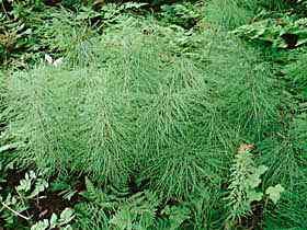 Vaatplanten: Paardenstaarten Akkerpest of heermoes (Equisetum arvense) komt het meeste voor. In vele tuinen (zandbodem) kan het een hardnekkig onkruid vormen.