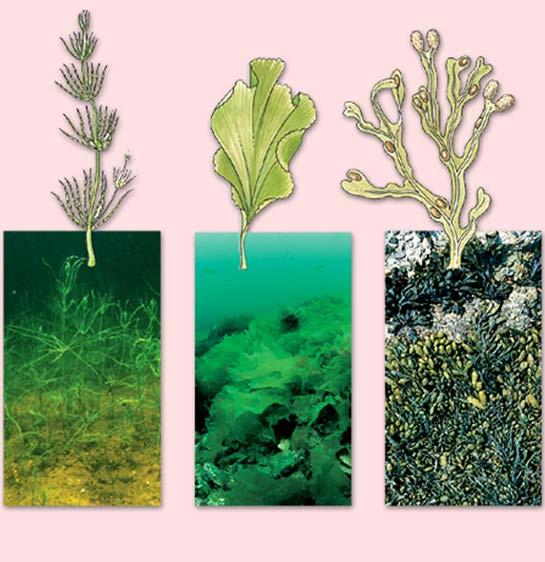 Wieren (algen) De afdeling van de wieren (algen) Algen en wieren zijn in zee veruit de belangrijkste plantengroep.