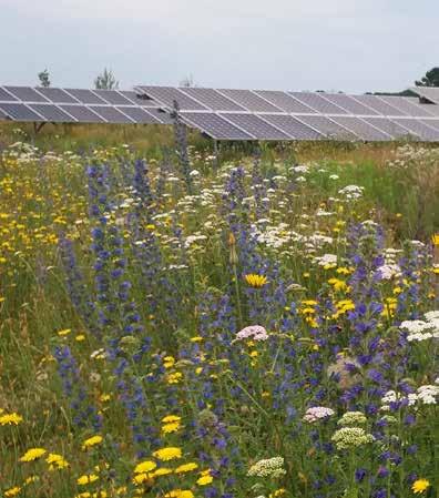 Cruydt-Hoeck leverde al voor verschillende zonneparken zaden aan met een bloemrijk resultaat. STERKE UITBREIDING ZONNEPARKEN IN NEDERLAND Nederland zet de eerste stappen in de energietransitie.