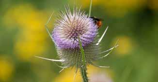 BIJENMENGSEL MET 1 EN 2-JARIGE SOORTEN Goede drachtplanten en bloei door het hele seizoen is van groot belang voor onze wilde- en honing-bijen, maar natuurlijk ook voor onze vlinders.