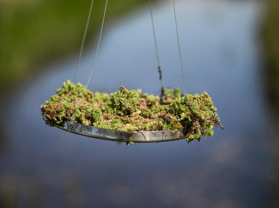 Praktijkonderzoek Met Boerderij De Marsen Landbouw & Zorg in het Twiske experimenteren we met het telen van Azolla.